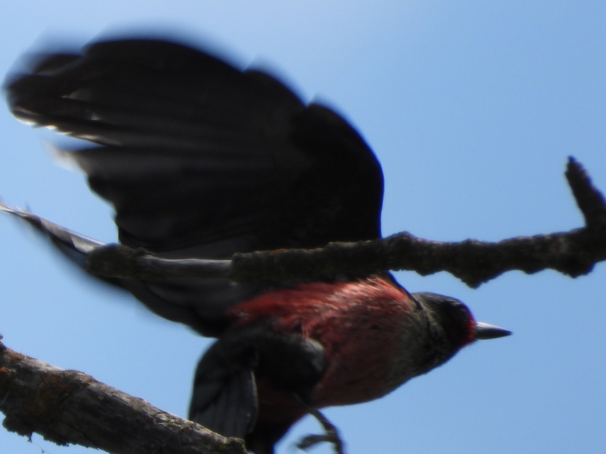 Lewis's Woodpecker - Tammy Bradford