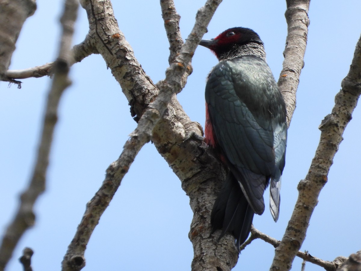 Lewis's Woodpecker - ML619317626