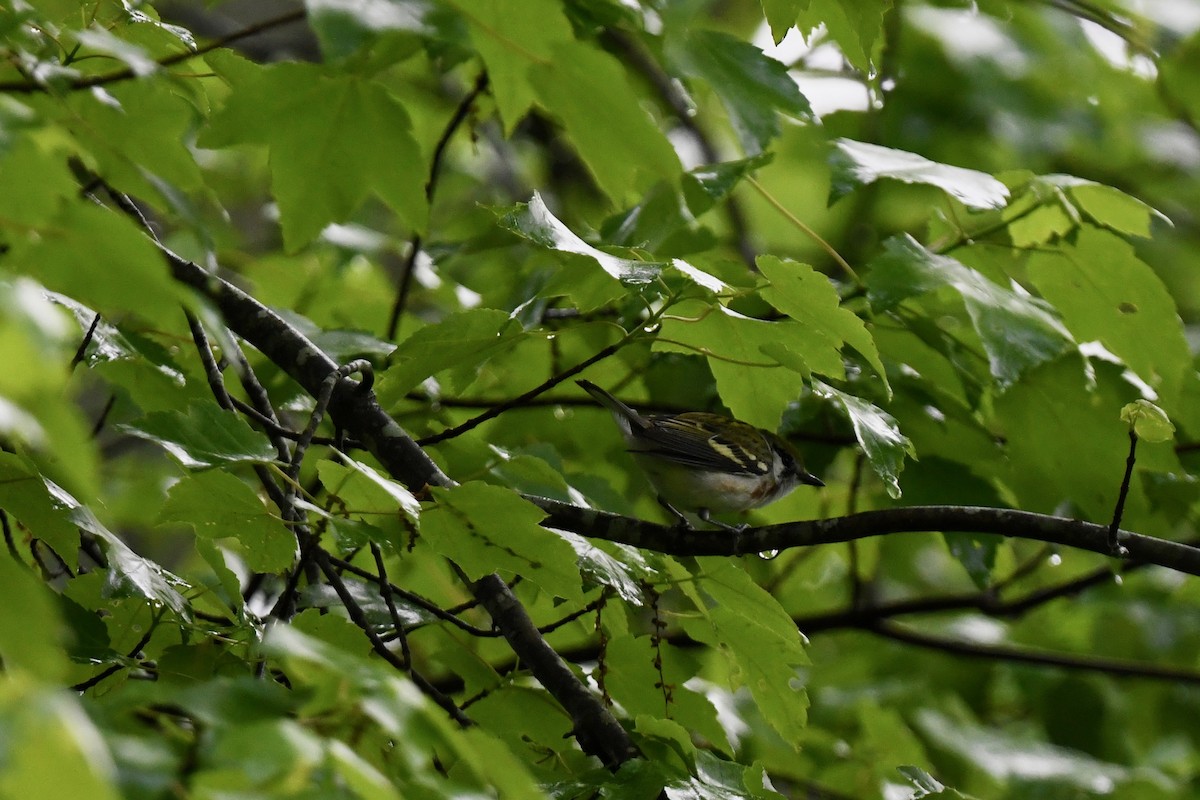 Chestnut-sided Warbler - joe demko