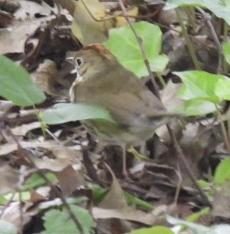 Paruline couronnée - ML619317636