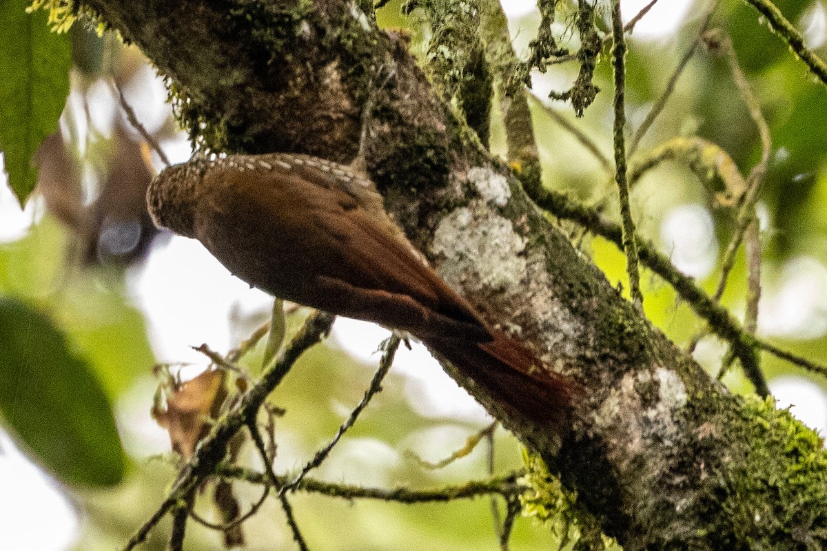 Montane Woodcreeper - Michael Cook