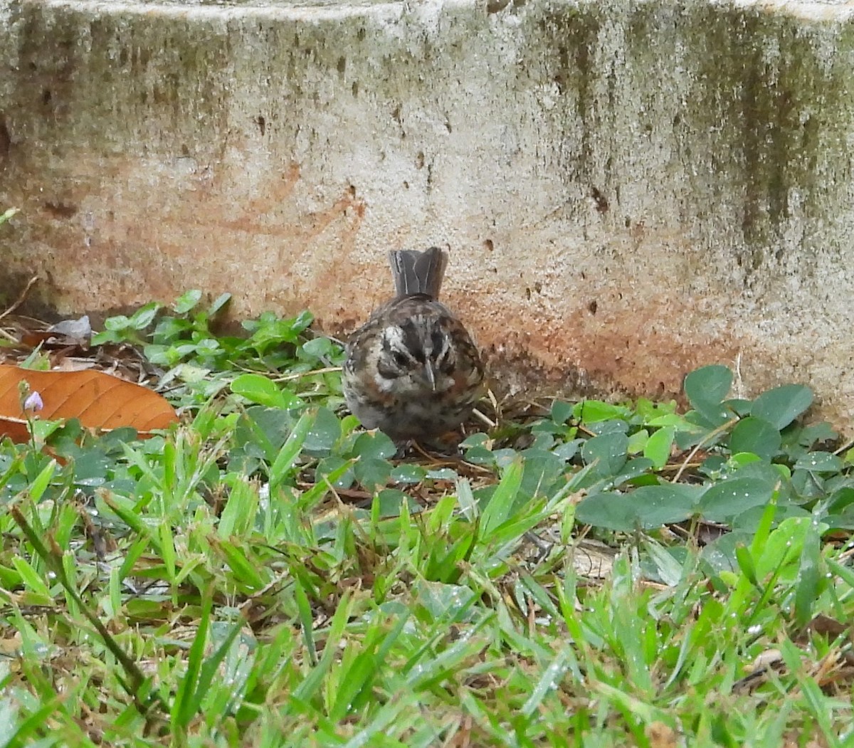 Rufous-collared Sparrow - Albeiro Erazo Farfán