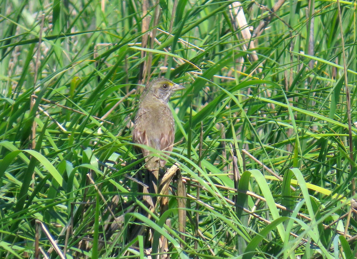 Seaside Sparrow - Hannah Floyd