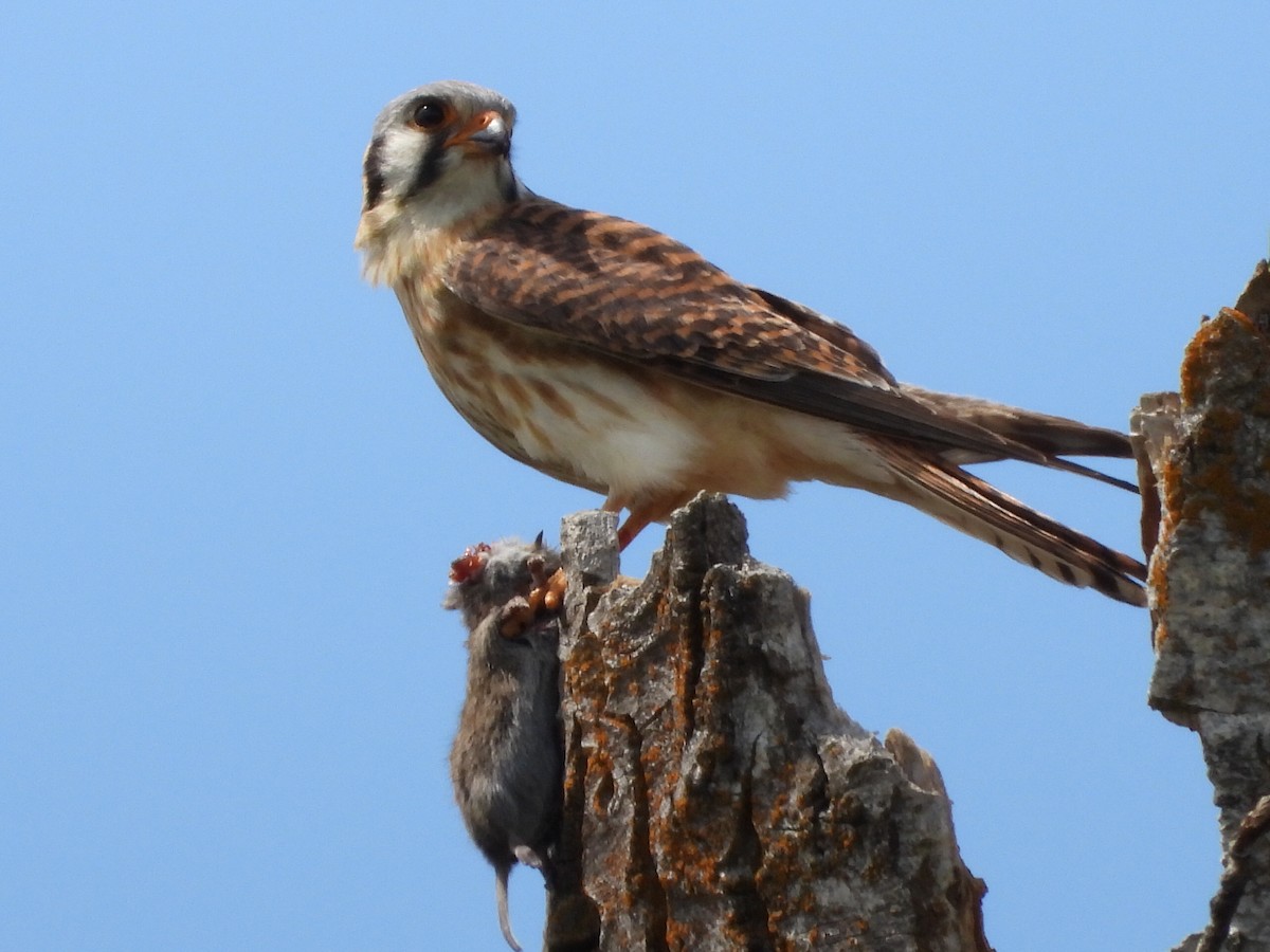 American Kestrel - Tammy Bradford