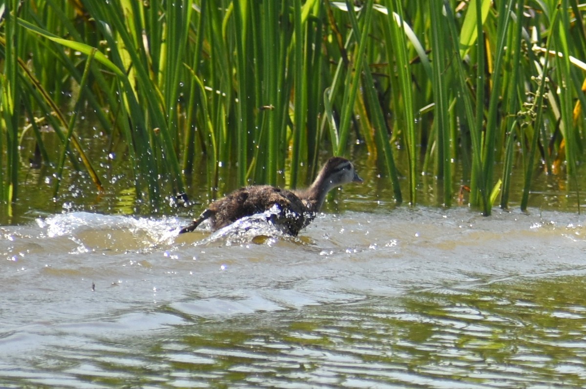 Wood Duck - Claire H