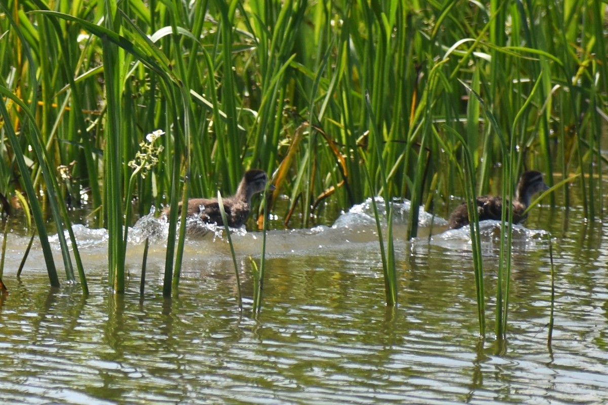 Wood Duck - Claire H