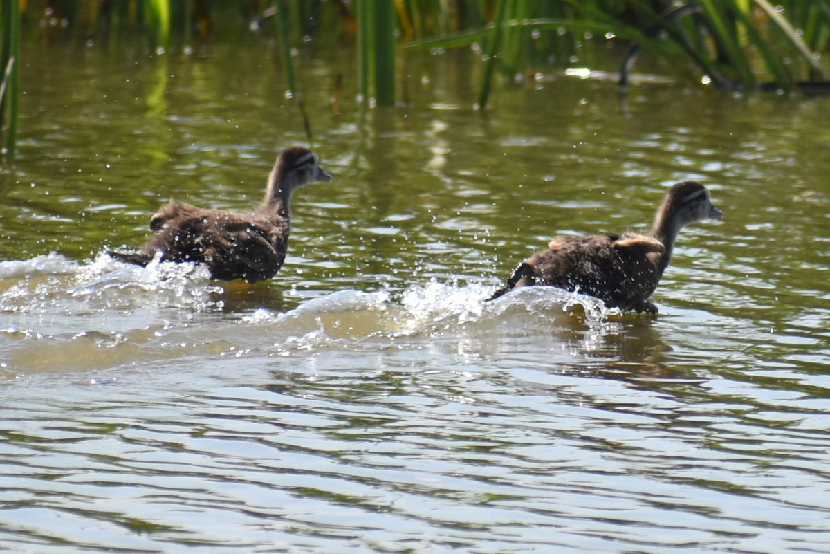 Wood Duck - Claire H