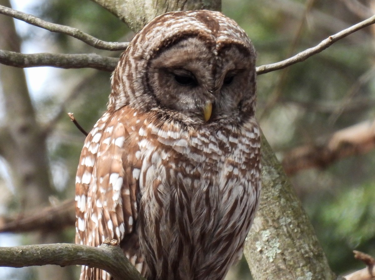 Barred Owl - Sara Gravatt-Wimsatt