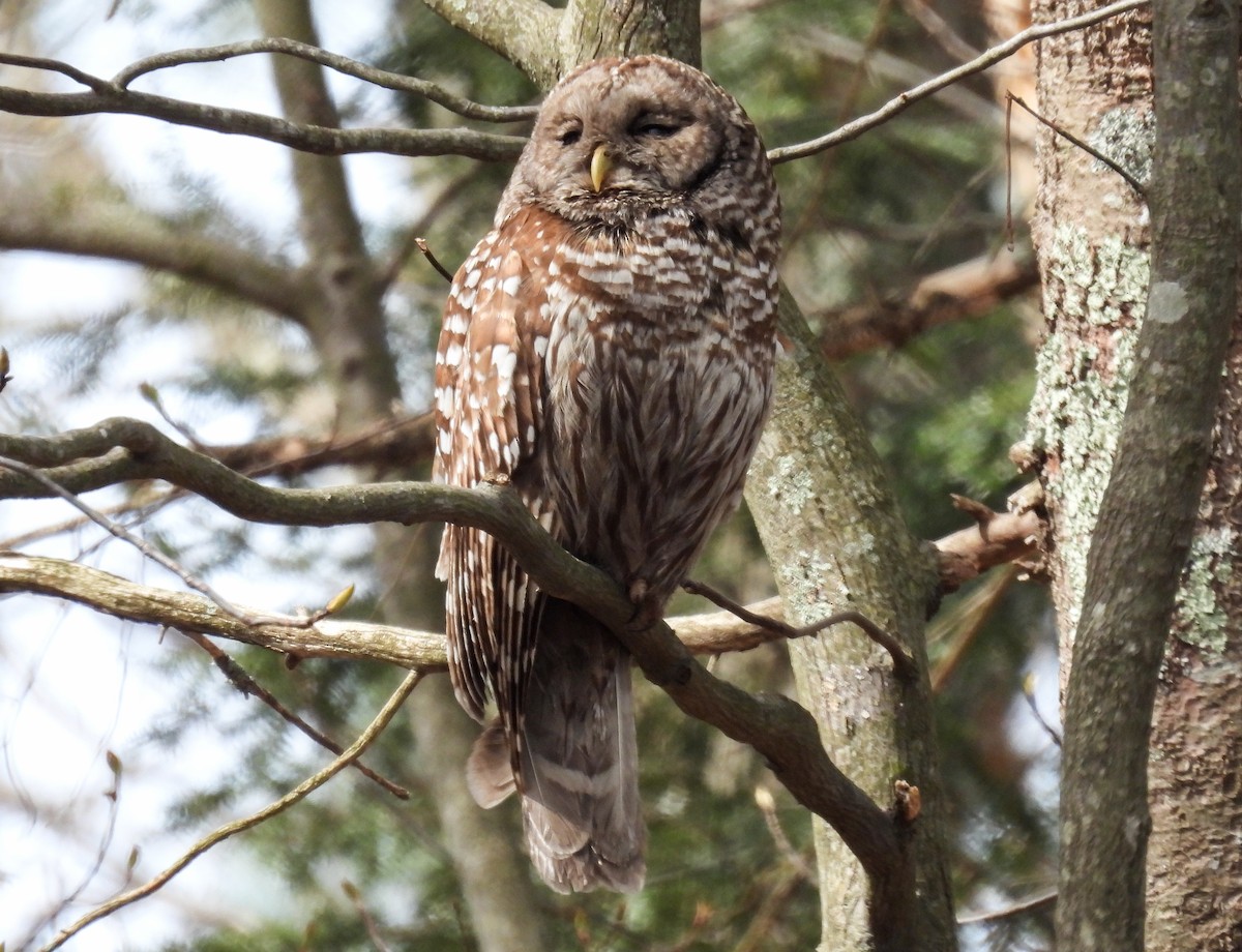 Barred Owl - Sara Gravatt-Wimsatt