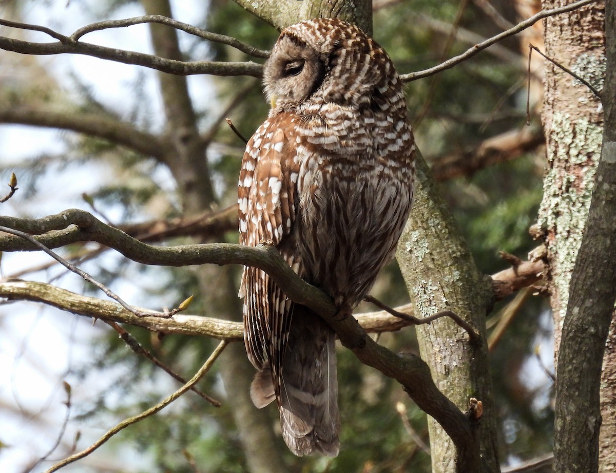 Barred Owl - Sara Gravatt-Wimsatt