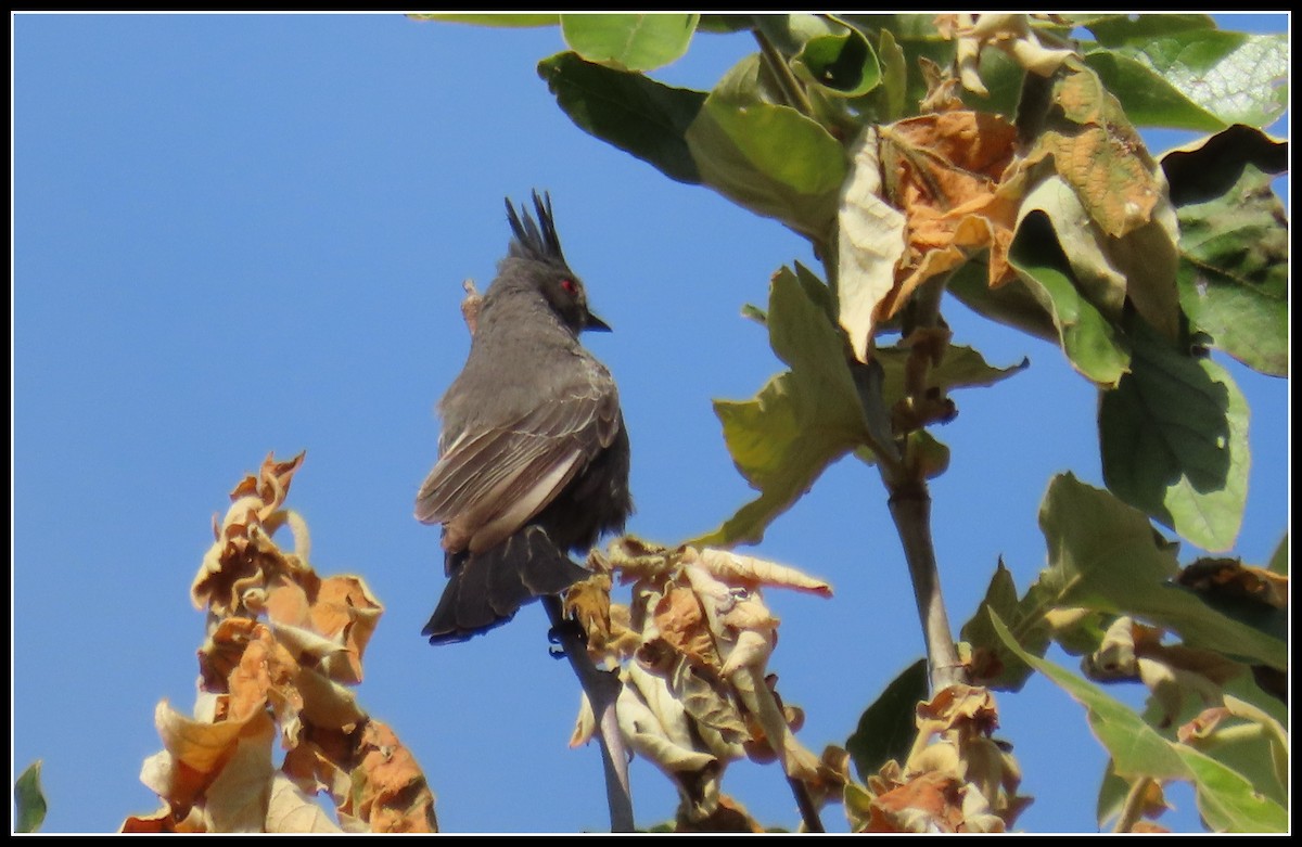 Phainopepla - Peter Gordon