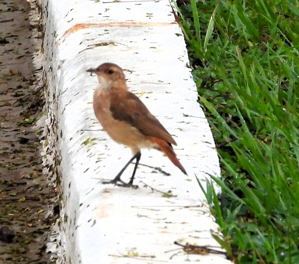 Rufous Hornero - Albeiro Erazo Farfán