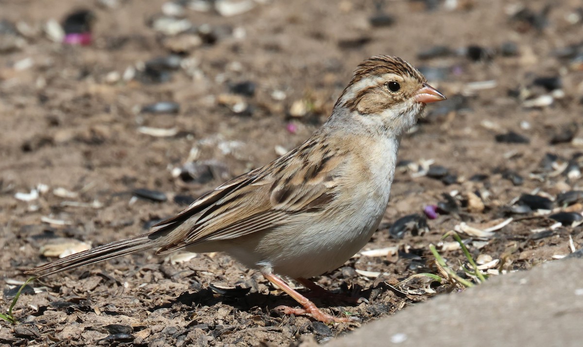 Clay-colored Sparrow - Joshua Uffman