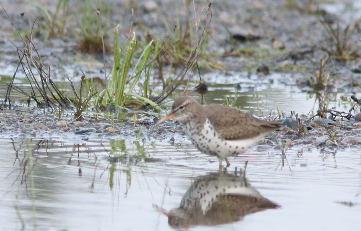 Spotted Sandpiper - Real Gauthier