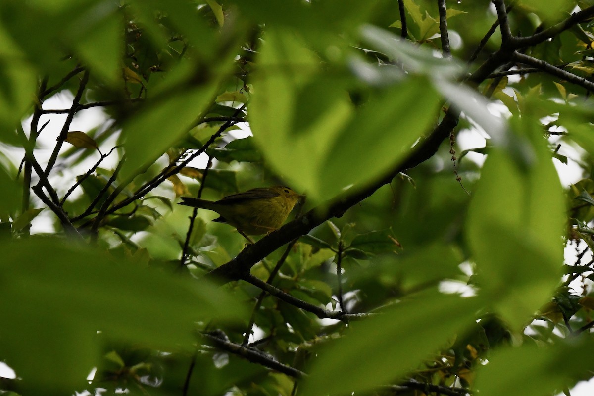 Wilson's Warbler - joe demko