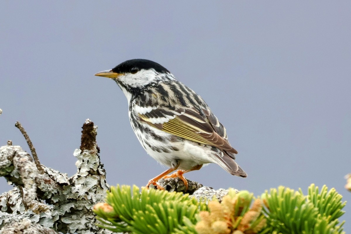 Paruline rayée - ML619317748