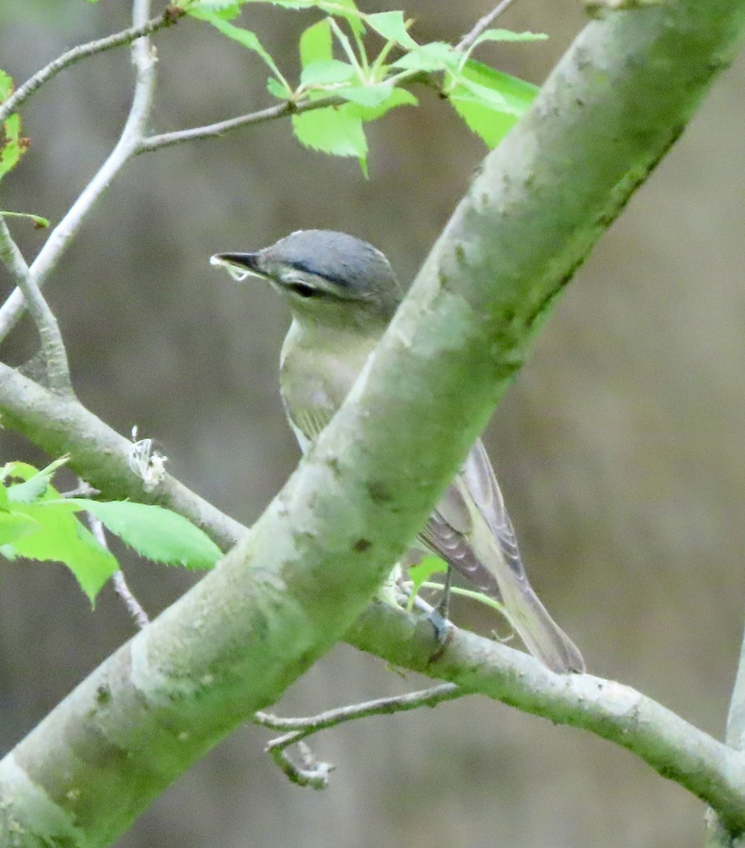 Red-eyed Vireo - Laurie Reynolds