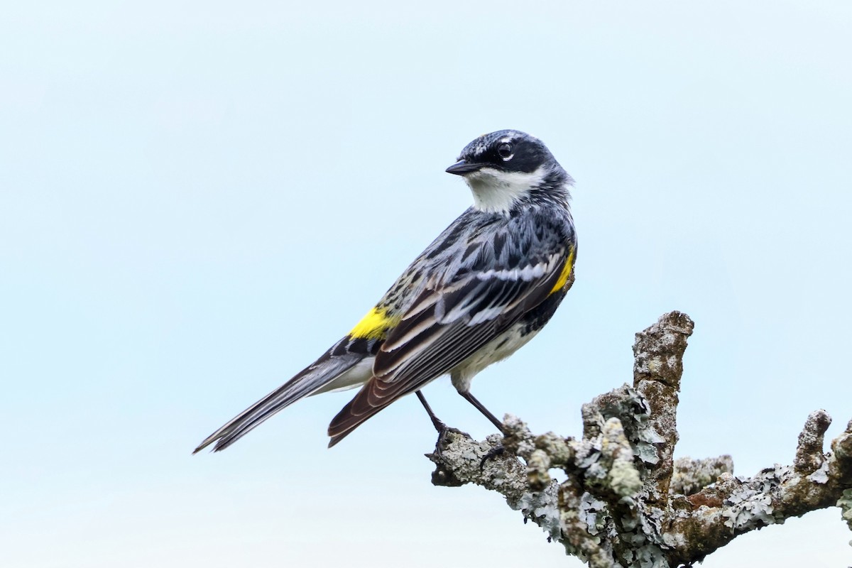 Yellow-rumped Warbler - Steve Decker