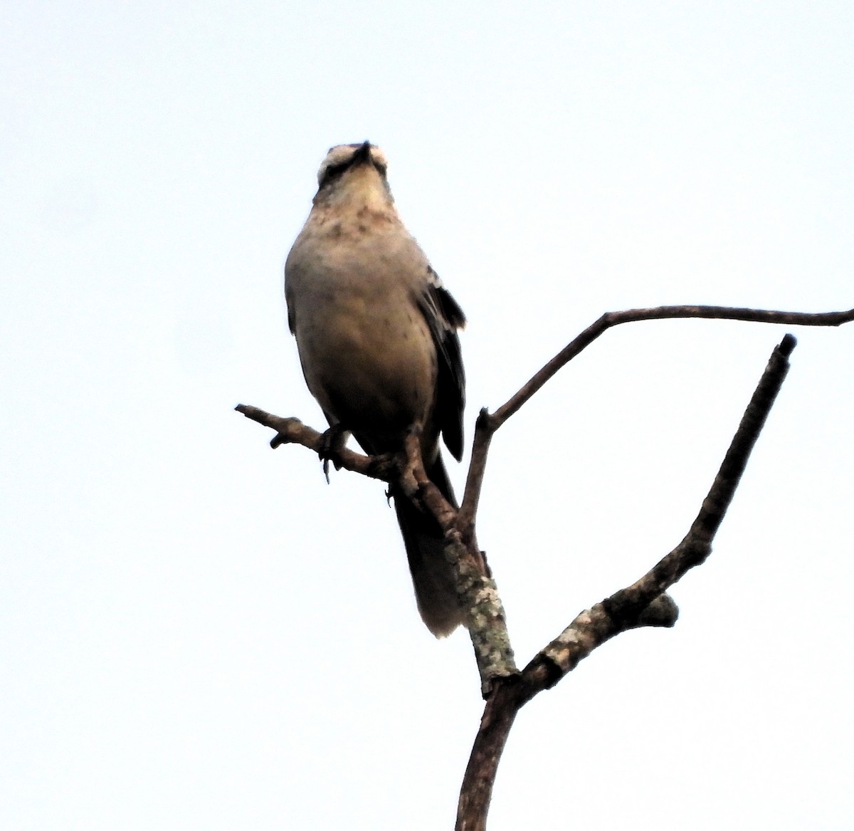 Chalk-browed Mockingbird - Albeiro Erazo Farfán