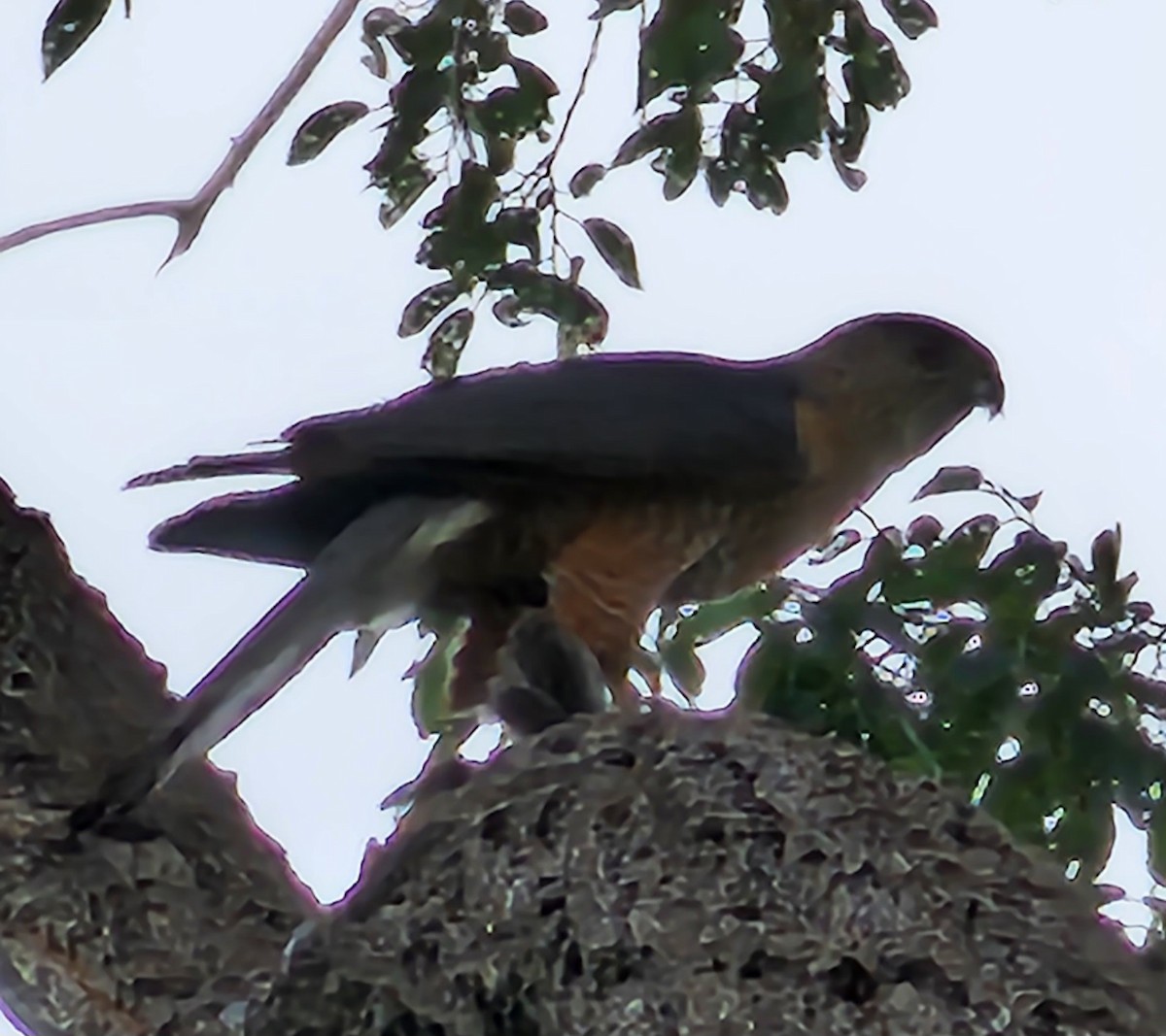 Cooper's Hawk - Nancy Cox