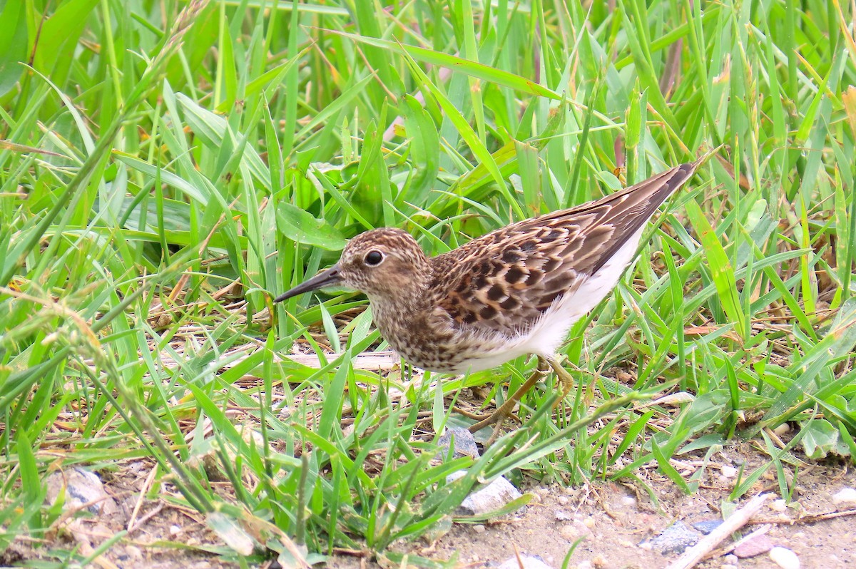 Least Sandpiper - Hannah Floyd