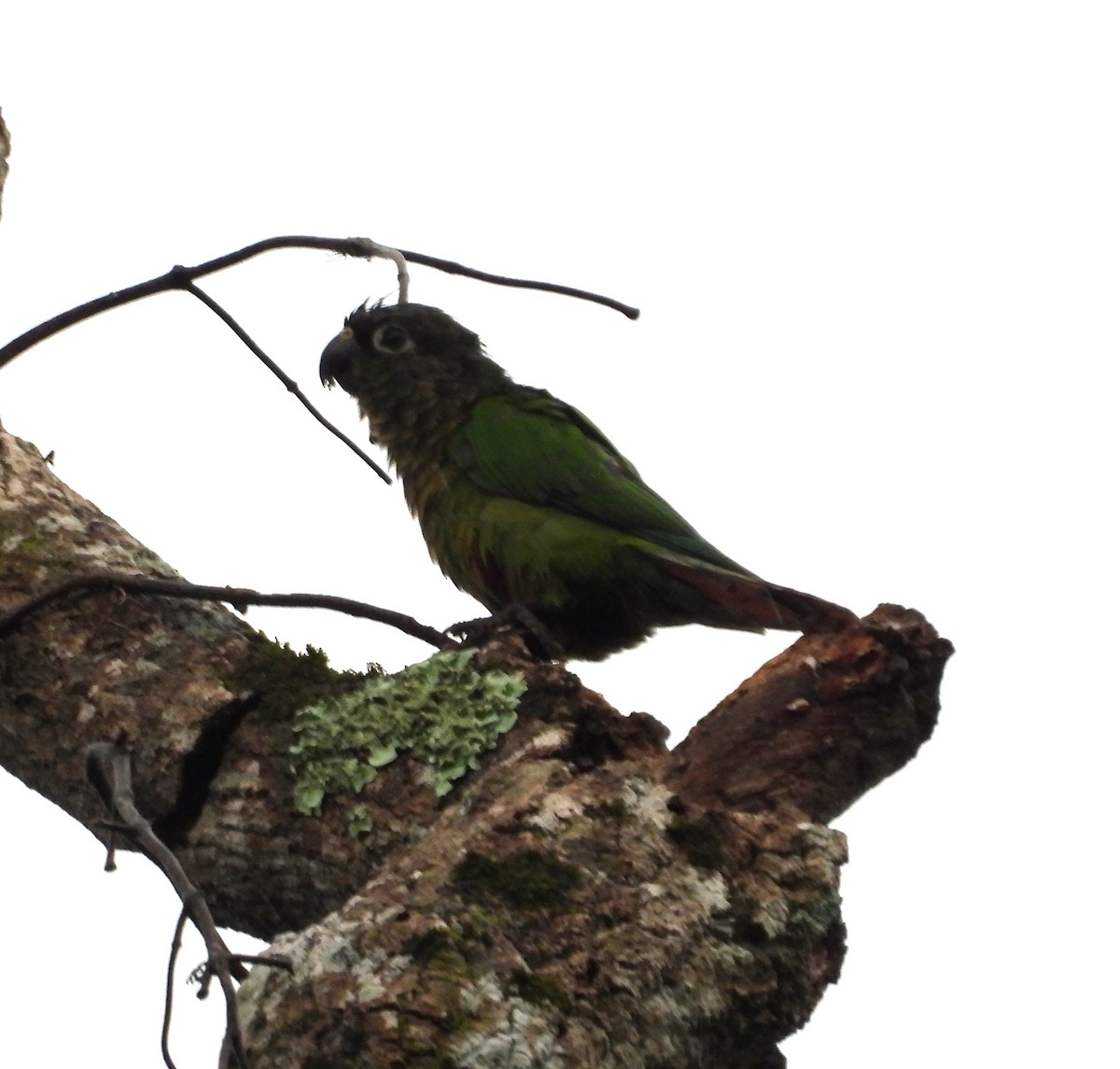 Maroon-bellied Parakeet - Albeiro Erazo Farfán