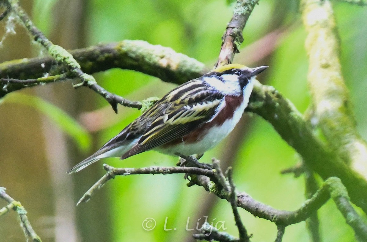 Chestnut-sided Warbler - Lorri Lilja