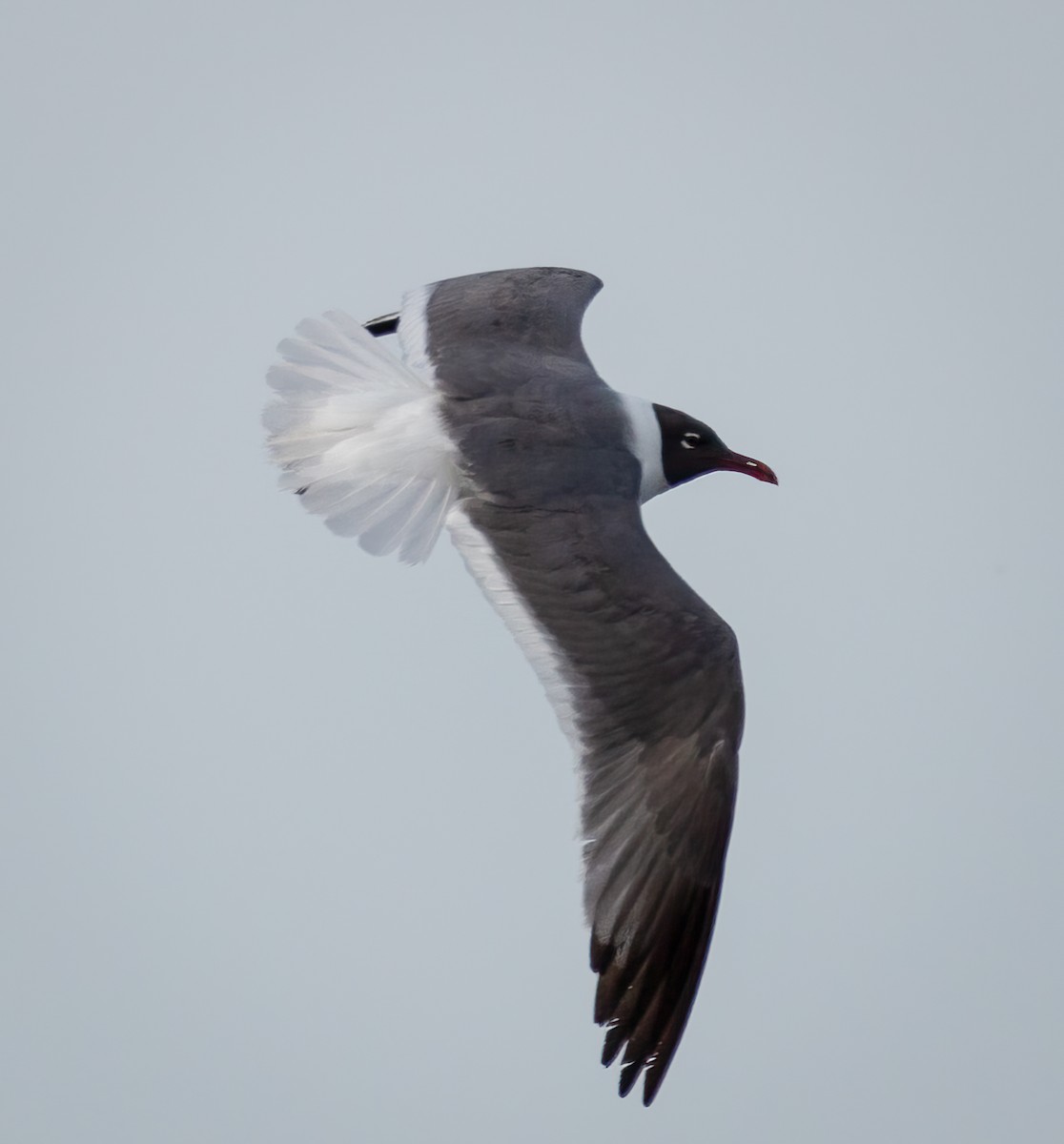 Laughing Gull - ML619317820