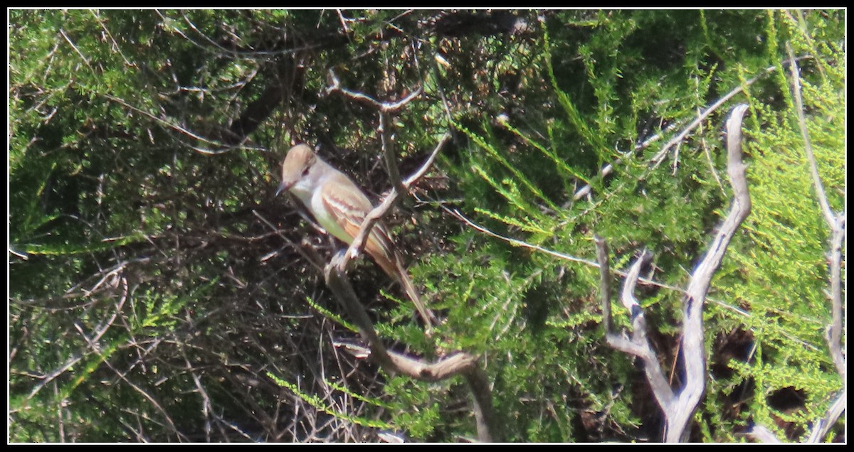 Ash-throated Flycatcher - Peter Gordon