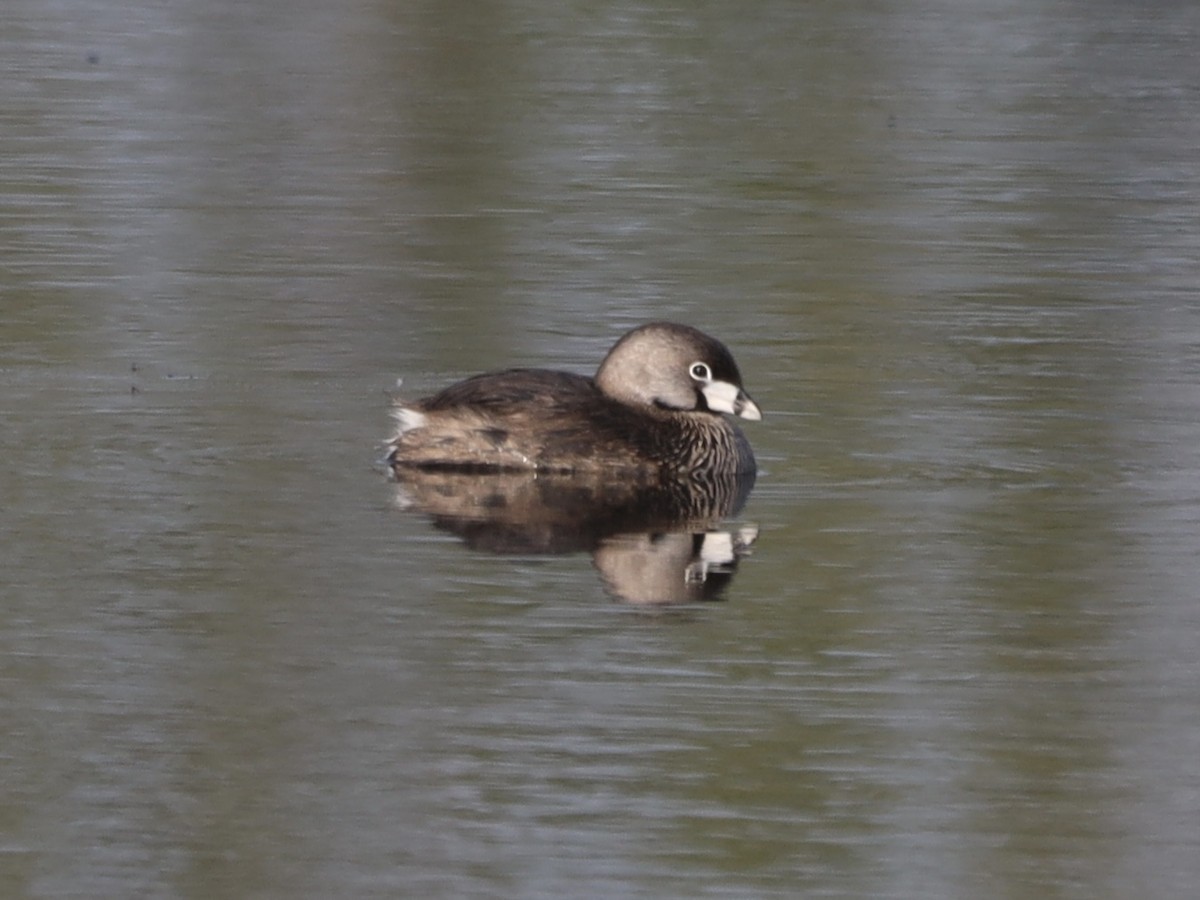 Pied-billed Grebe - Mike McInnis