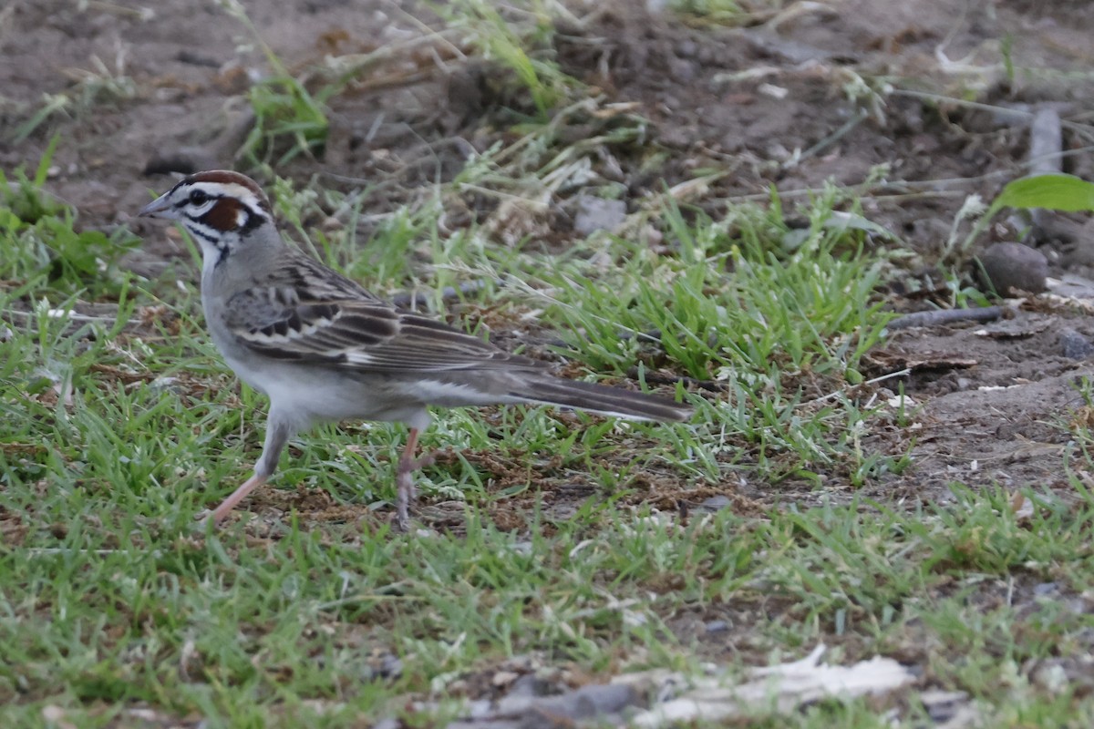 Lark Sparrow - ML619317833