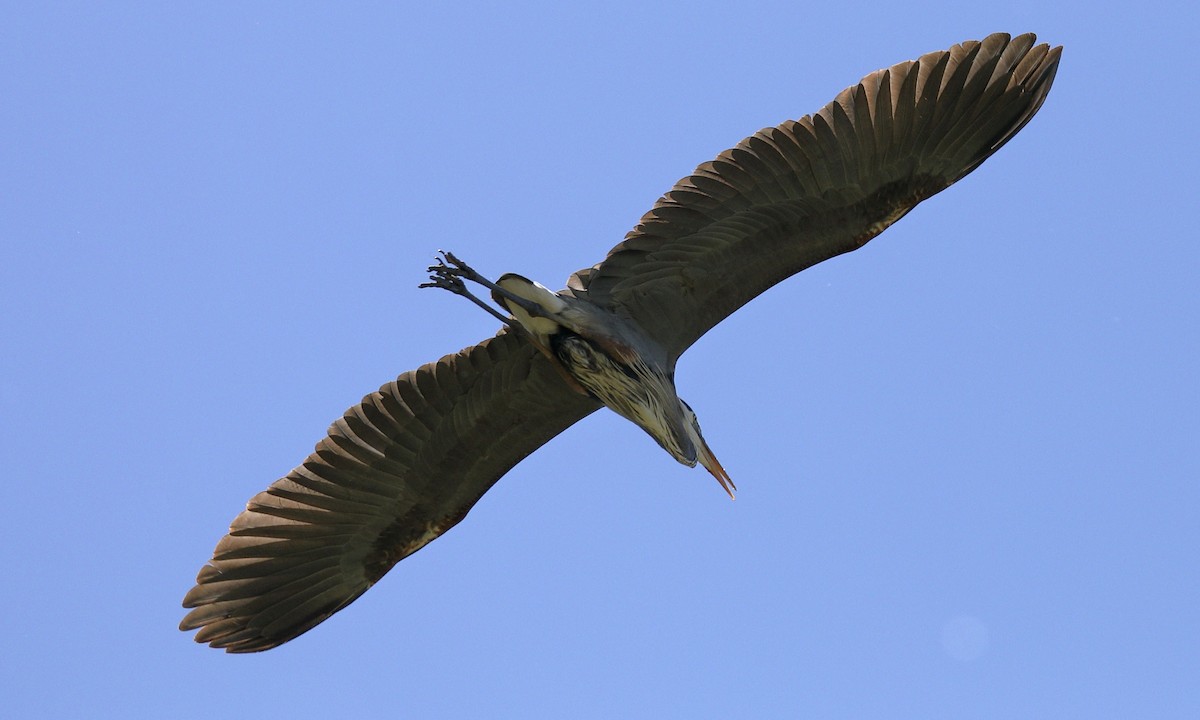 Great Blue Heron - Hampus Sandberg