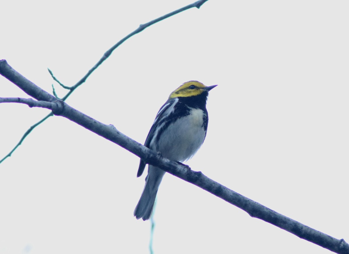 Black-throated Green Warbler - Real Gauthier