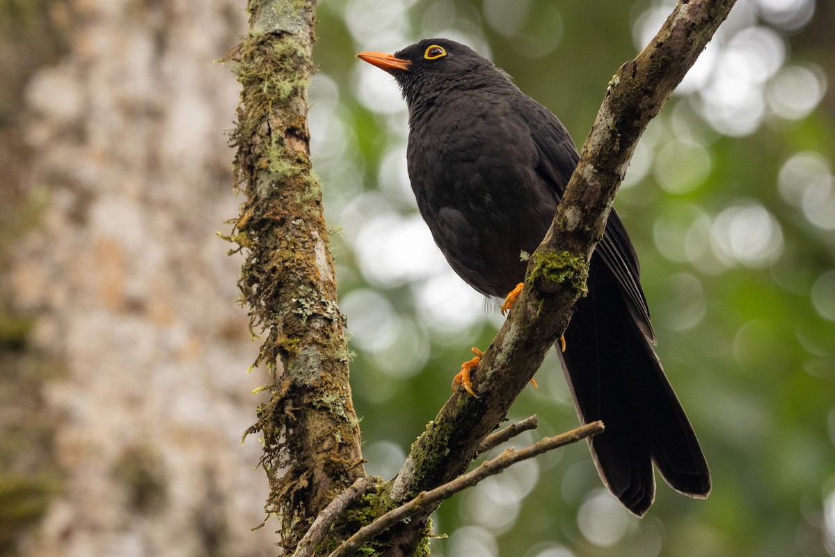 Great Thrush - Michael Cook