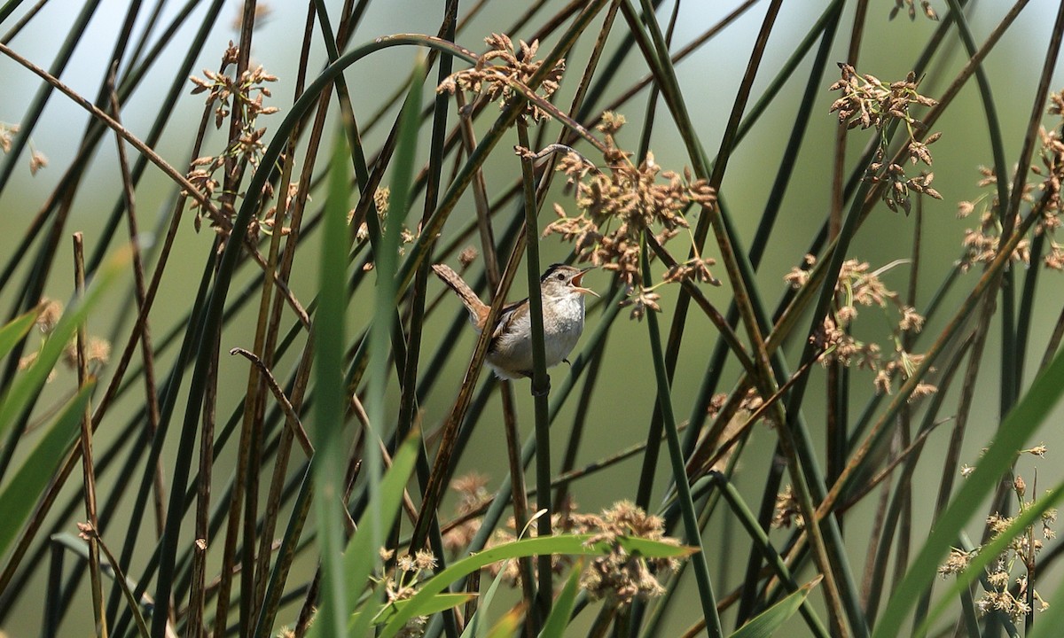 Marsh Wren - ML619317844