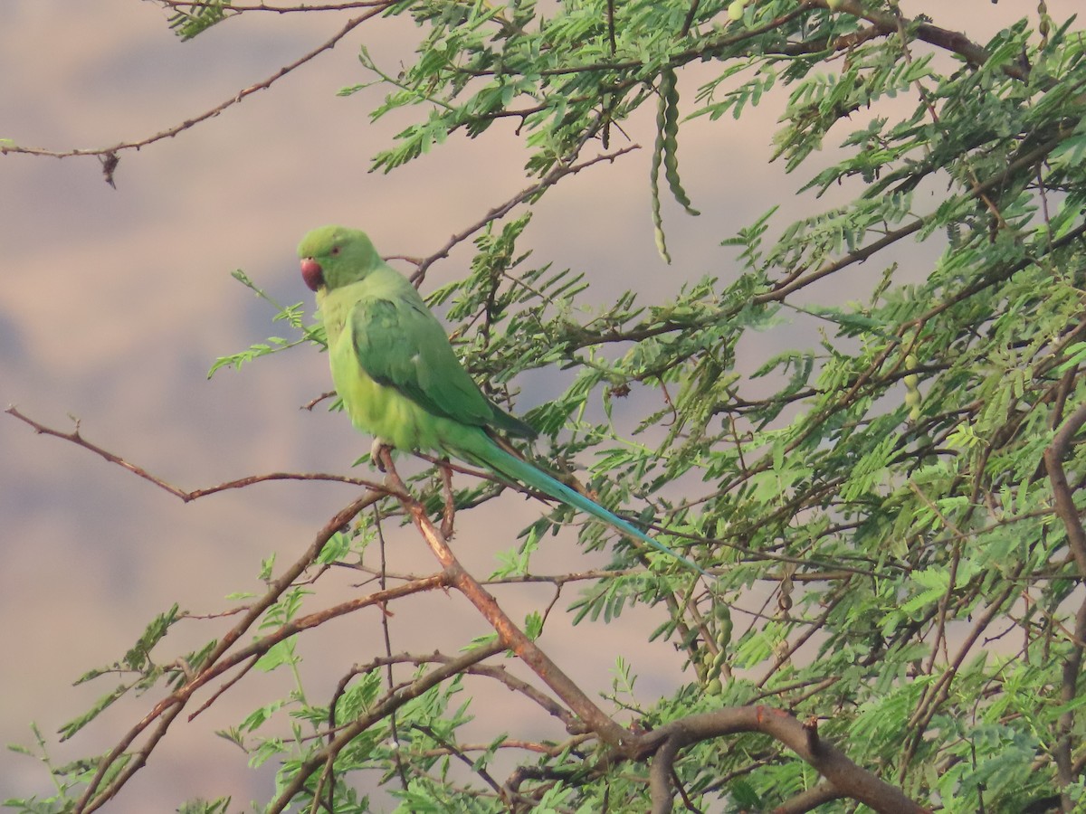 Rose-ringed Parakeet - Shilpa Gadgil