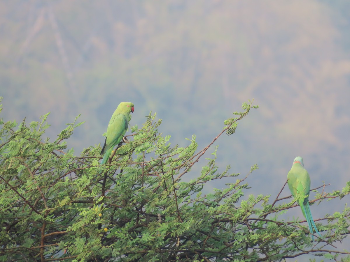 Rose-ringed Parakeet - ML619317855