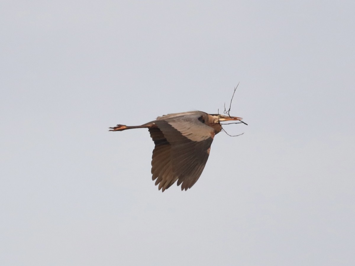 Great Blue Heron - Mike McInnis