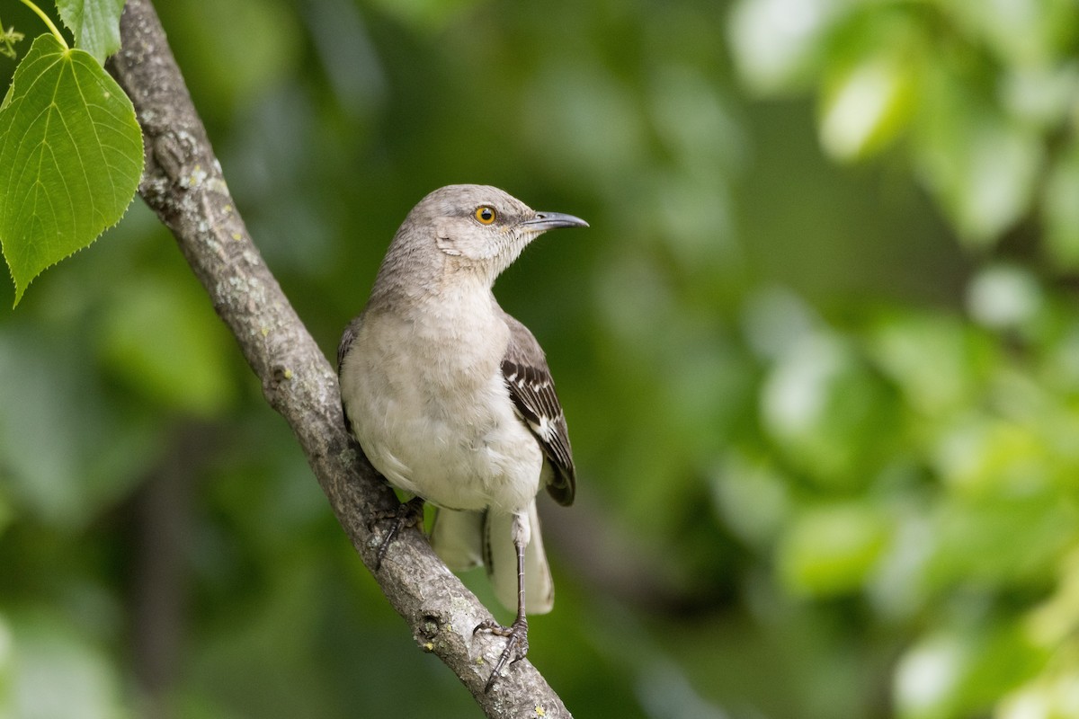 Northern Mockingbird - ML619317861