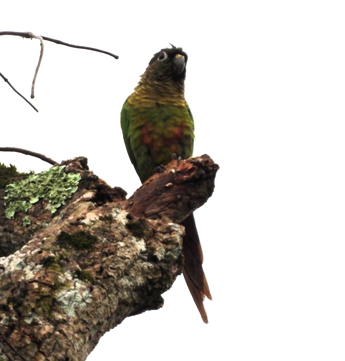 Maroon-bellied Parakeet - ML619317871