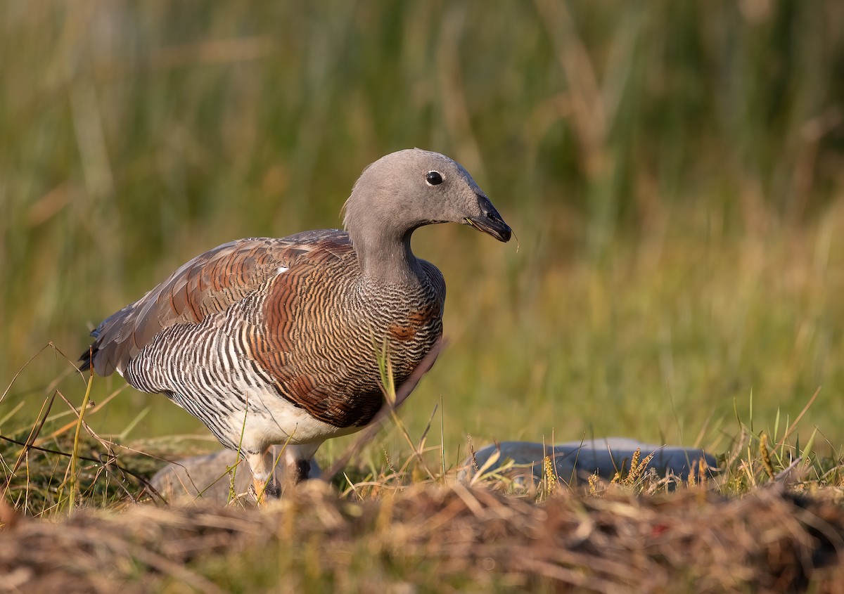 Ashy-headed Goose - ML619317881