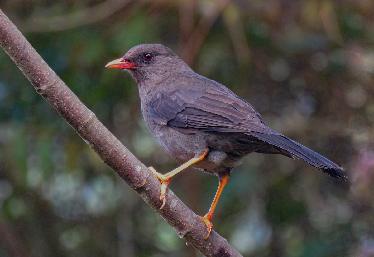 Great Thrush - luis felipe quintero contreras