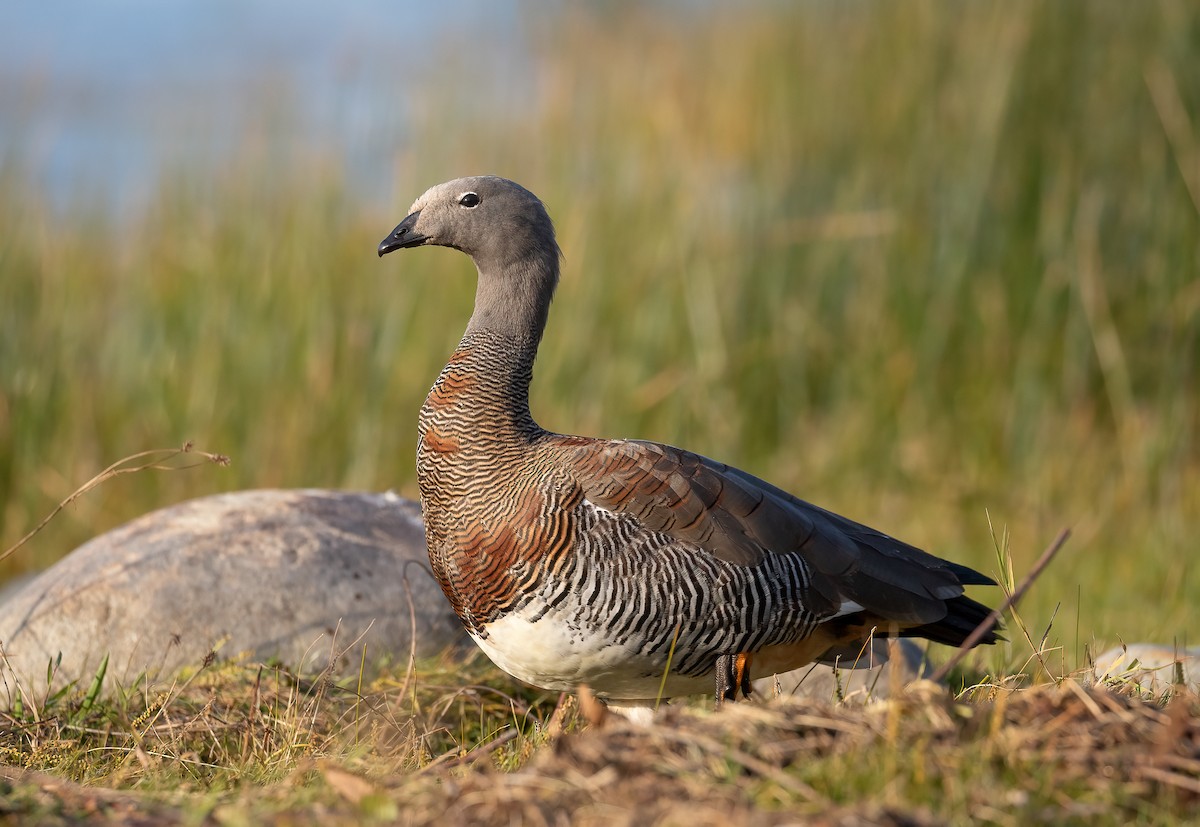 Ashy-headed Goose - ML619317907