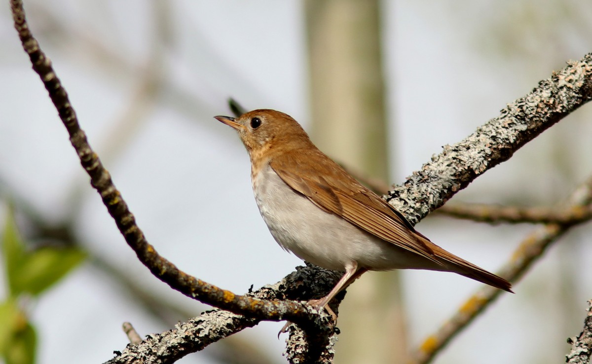 Veery - Real Gauthier