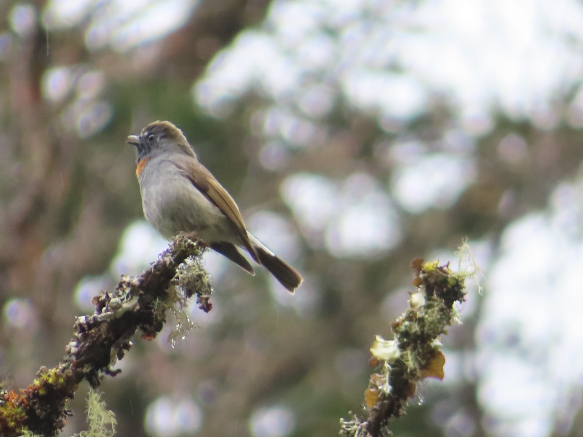 Rufous-gorgeted Flycatcher - Rudolf Koes