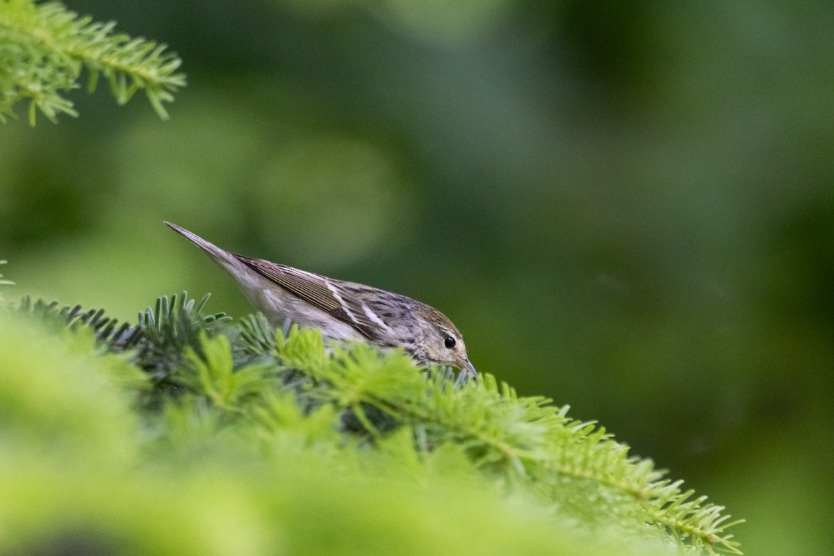 Blackpoll Warbler - ML619317929