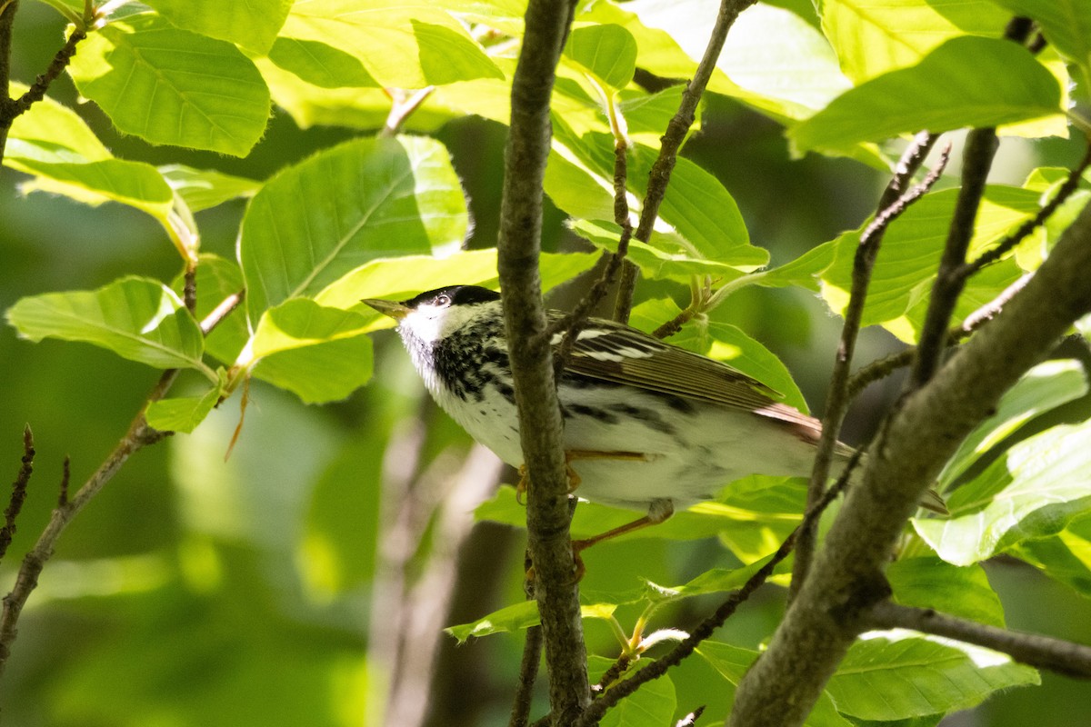 Blackpoll Warbler - Alex Tey