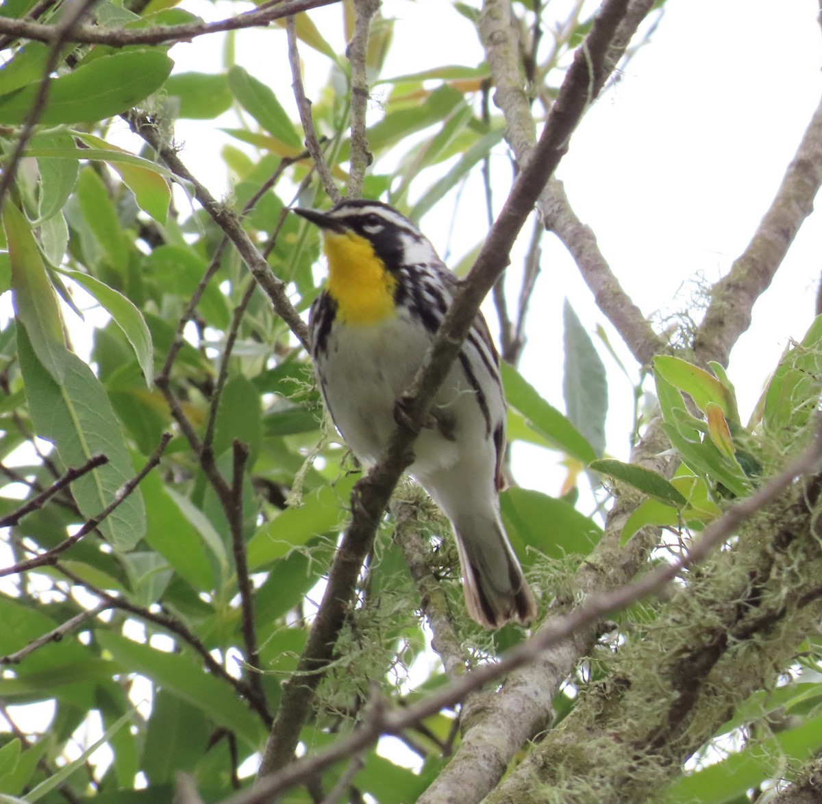 Yellow-throated Warbler - The Spotting Twohees