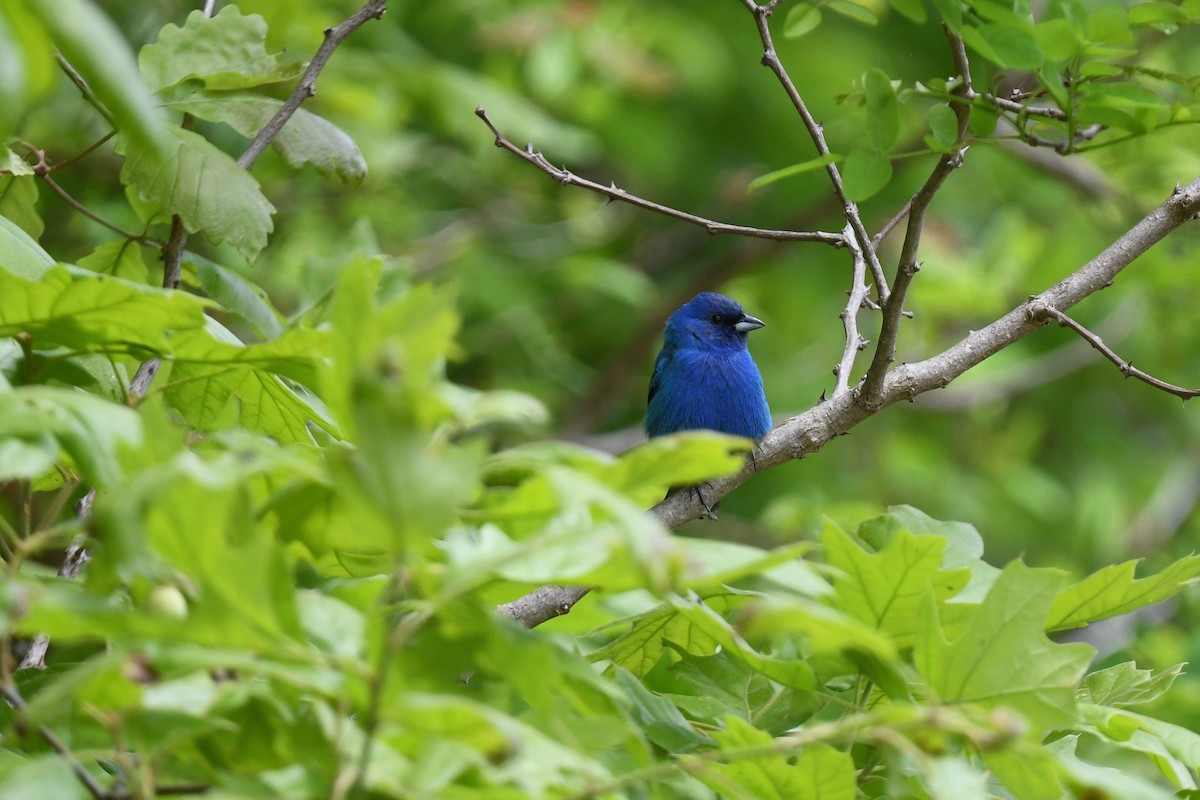 Indigo Bunting - joe demko