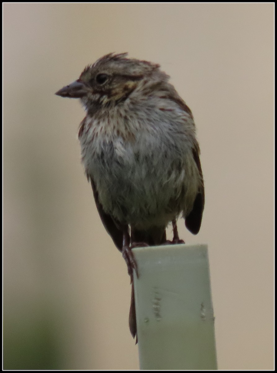 Song Sparrow - Peter Gordon